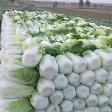 精品大白菜
