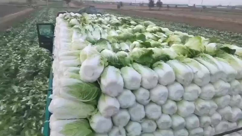 精品大白菜