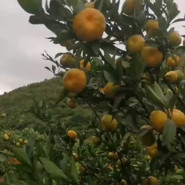 南丰蜜橘大量上市，产地代发，对接电商平台，市场