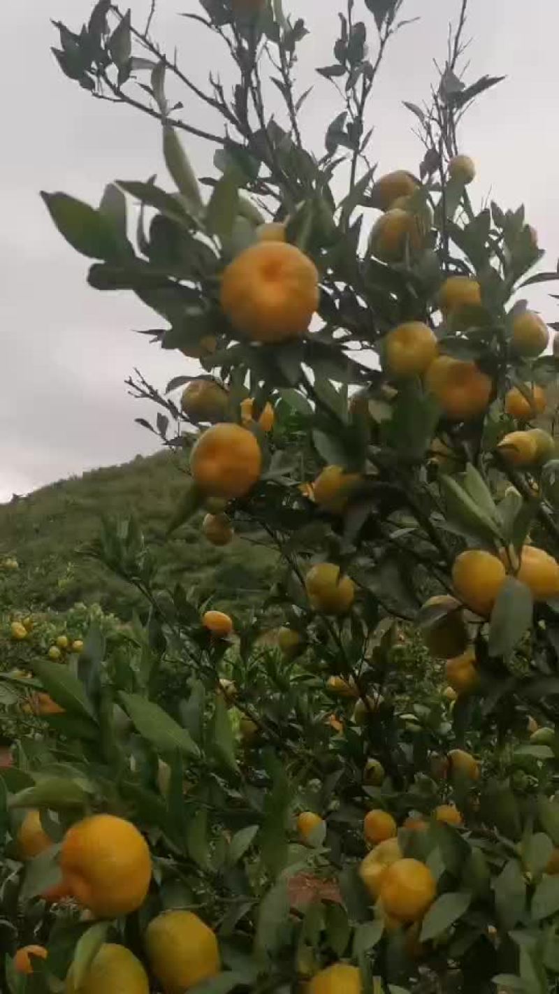 南丰蜜橘大量上市，产地代发，对接电商平台，市场