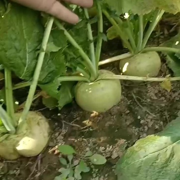 威县芥菜二本光头大量上市中有需要联系我哦！