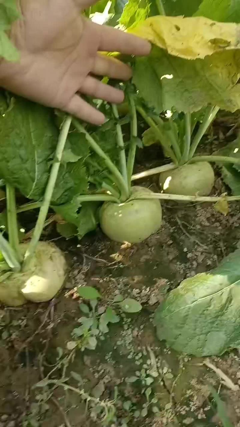 威县芥菜二本光头大量上市中有需要联系我哦！