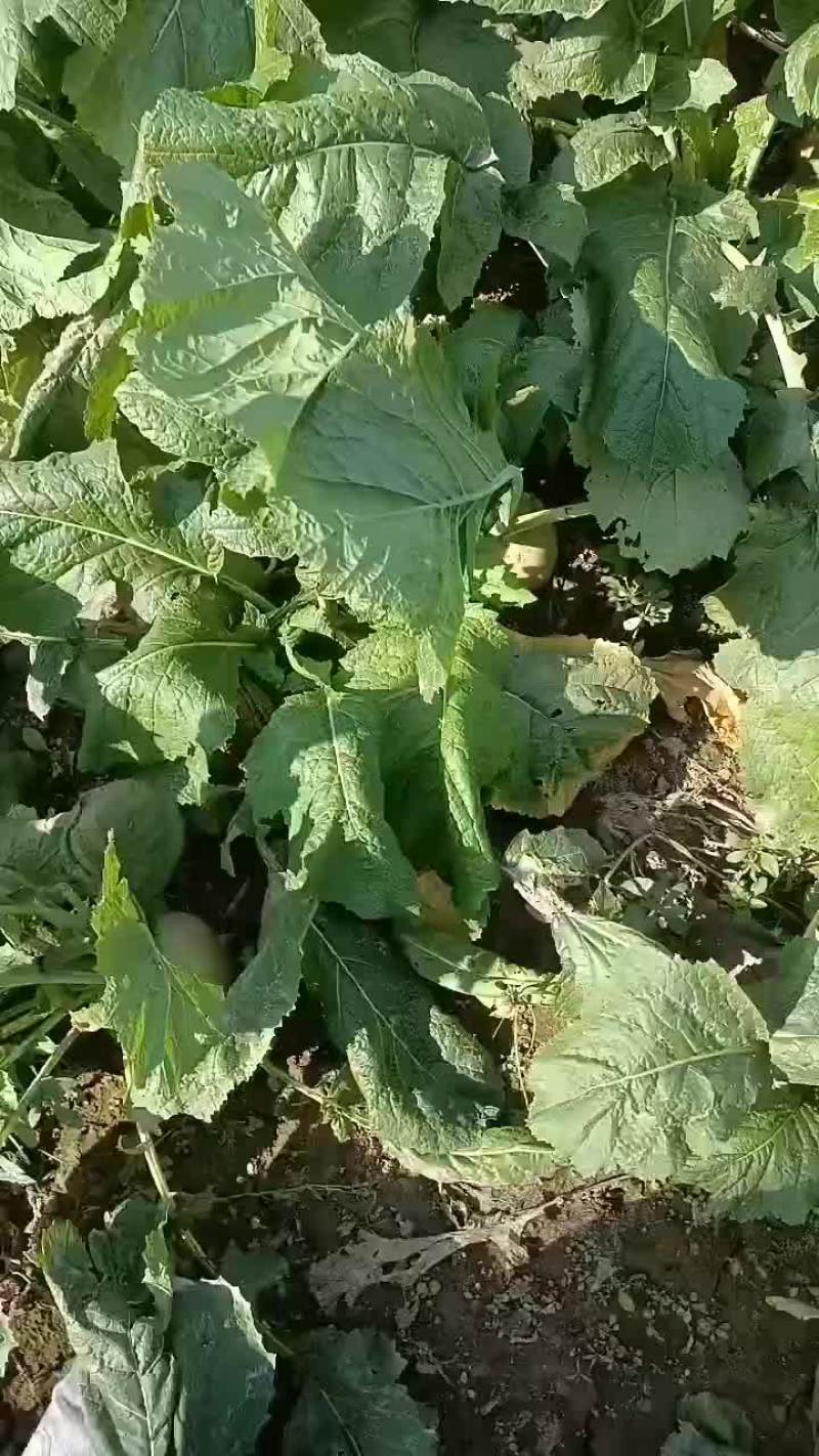 威县芥菜二本光头大量上市中有需要联系我哦！