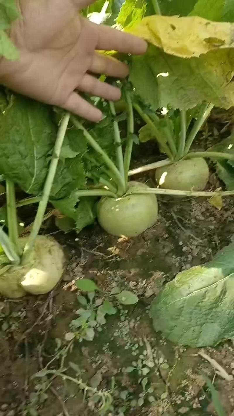 威县芥菜二本光头大量上市中有需要联系我哦！