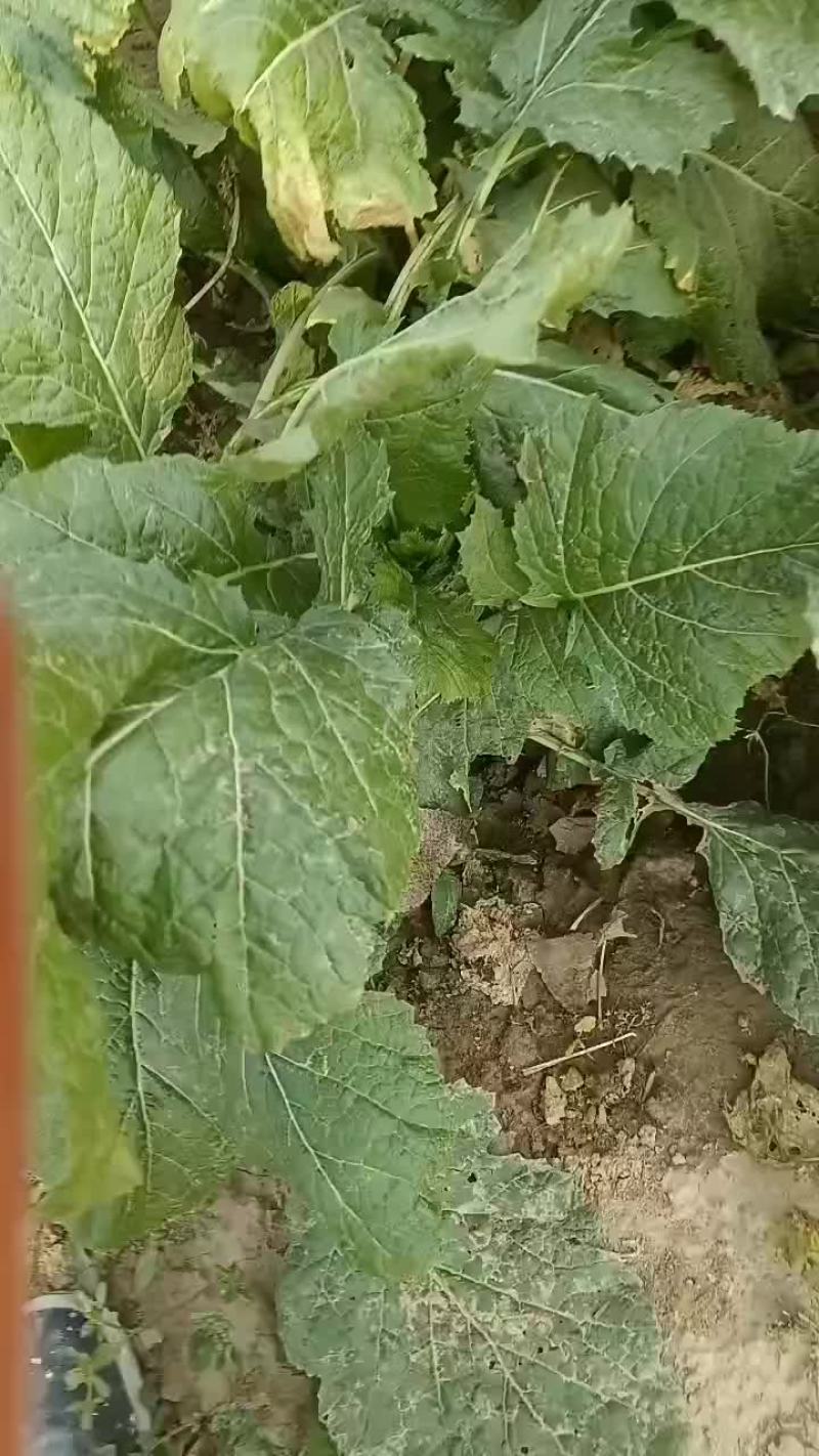 威县芥菜二本光头大量上市中有需要联系我哦！