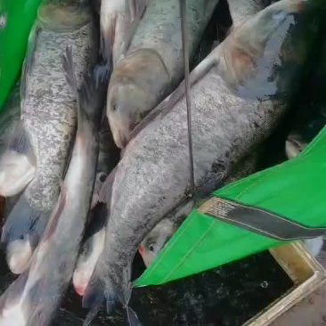 花鲢