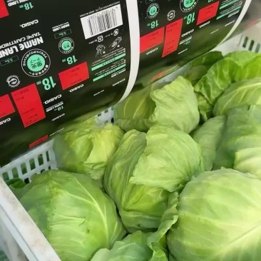 黄芯甘蓝大量供应无虫眼