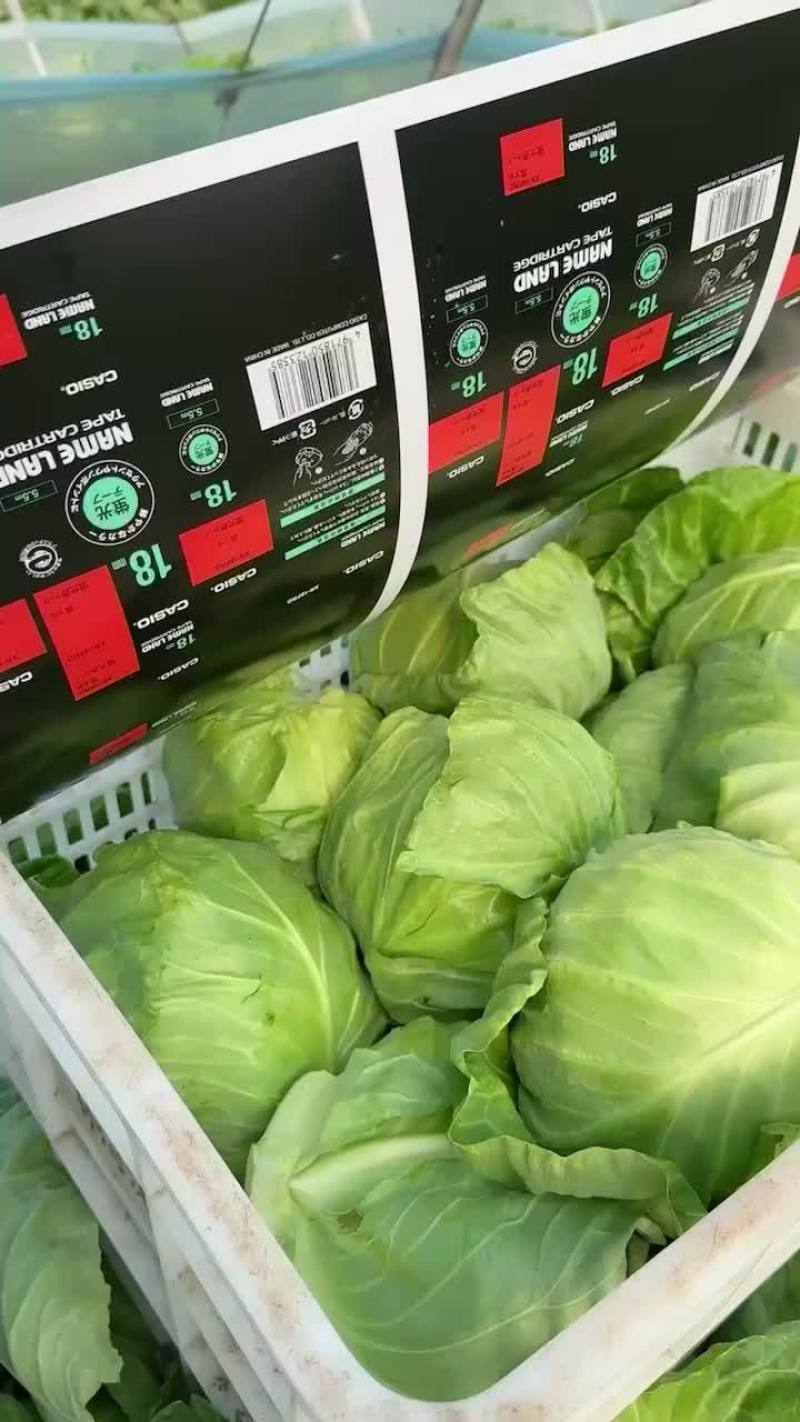 黄芯甘蓝大量供应无虫眼