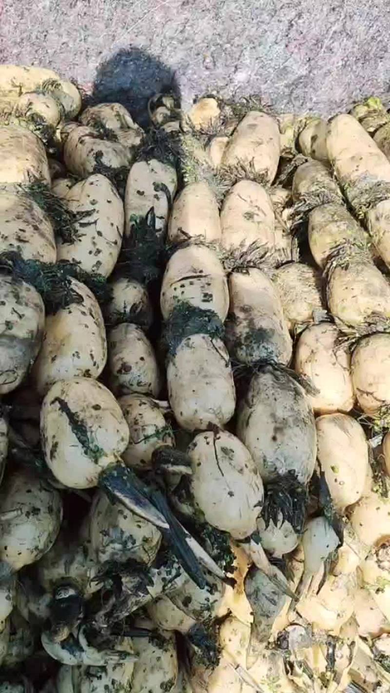 大地红莲藕。品质保证货源充足价格美丽欢迎来电