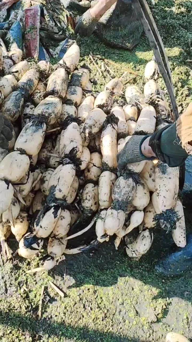 大地红莲藕。品质保证货源充足价格美丽欢迎来电