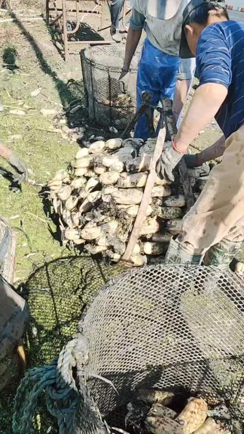 大地红莲藕。品质保证货源充足价格美丽欢迎来电