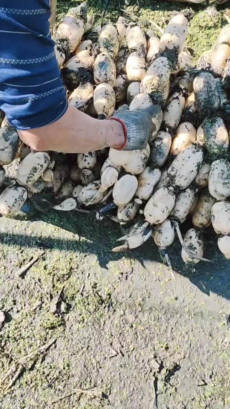 大地红莲藕。品质保证货源充足价格美丽欢迎来电