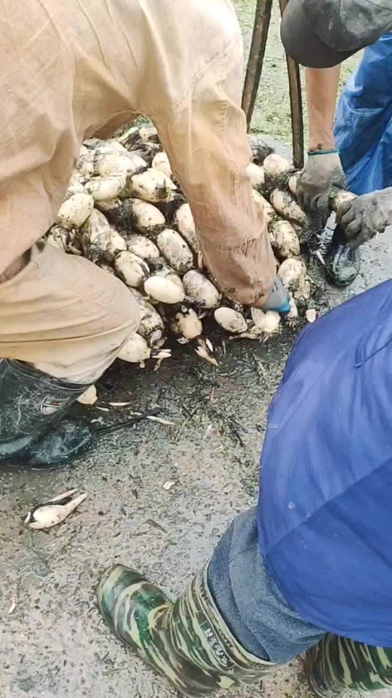 大地红莲藕。品质保证货源充足价格美丽欢迎来电