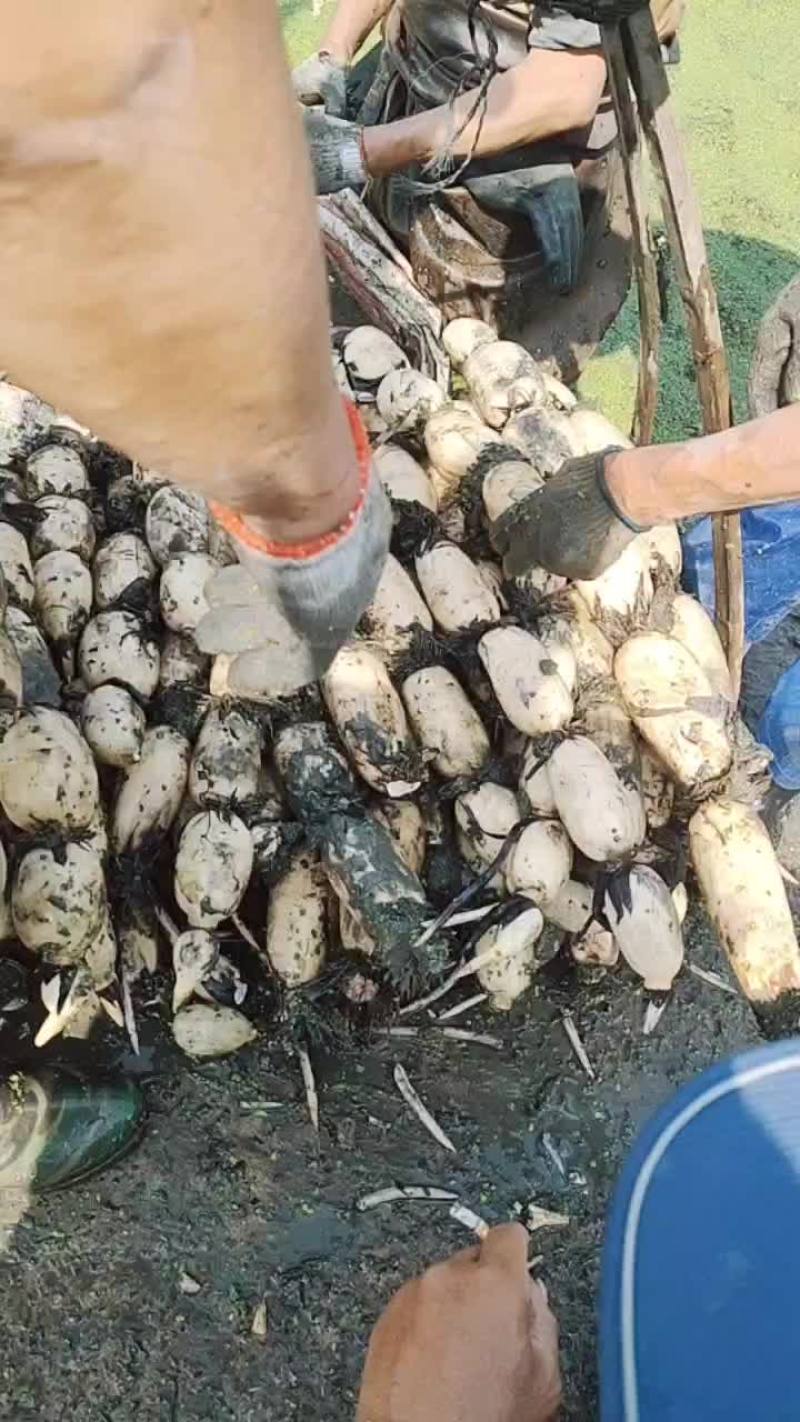 大地红莲藕。品质保证货源充足价格美丽欢迎来电