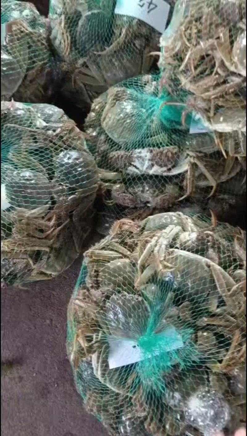 湖北洪湖产地批发；大闸蟹，青壳白底，一件包邮，诚信经营！