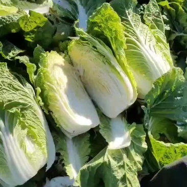 秦皇岛昌黎黄心菜大量有货价格美丽