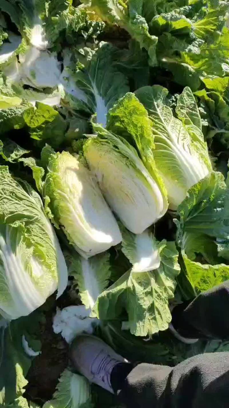 秦皇岛昌黎黄心菜大量有货价格美丽