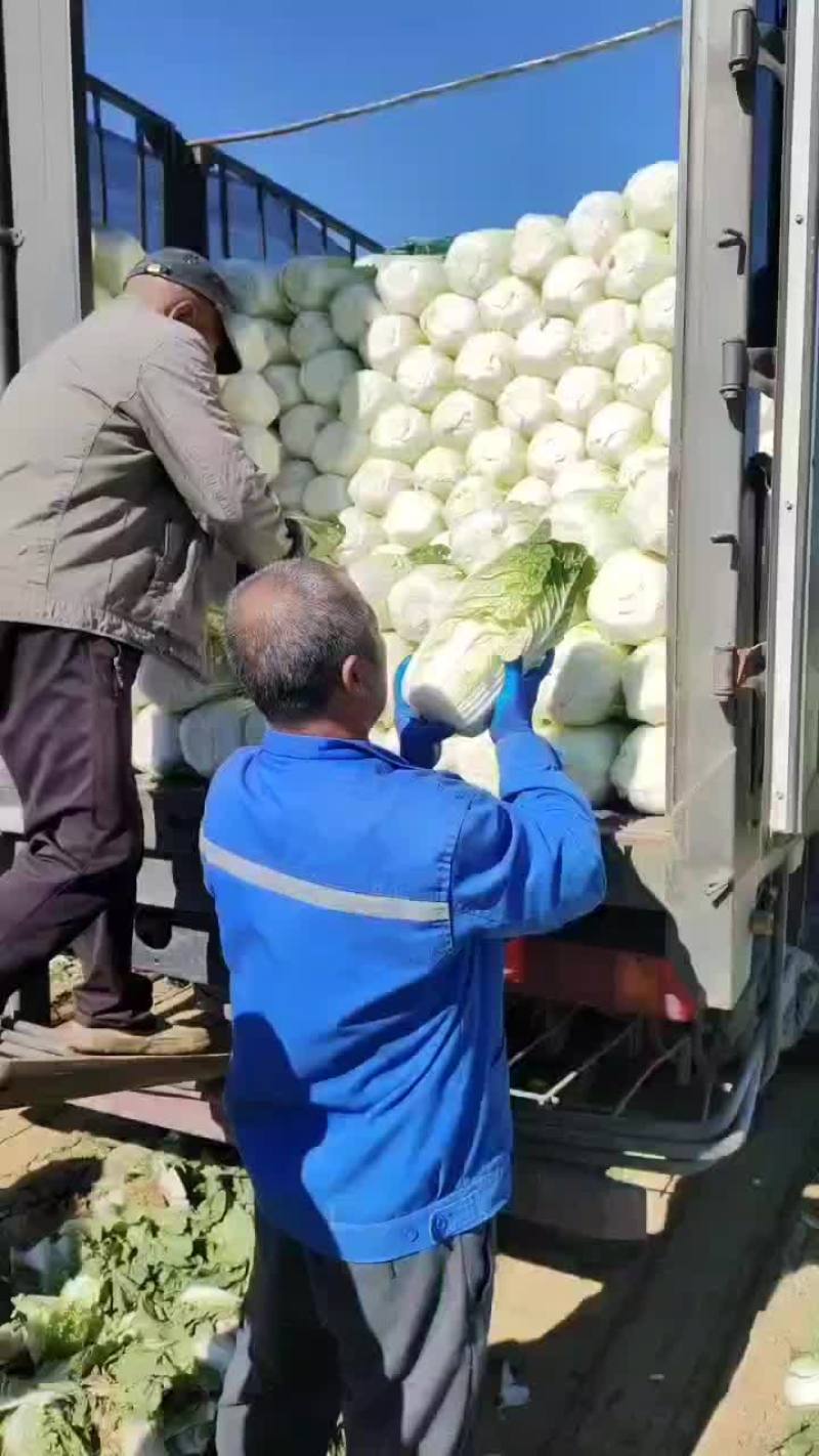 秦皇岛昌黎黄心菜大量有货价格美丽