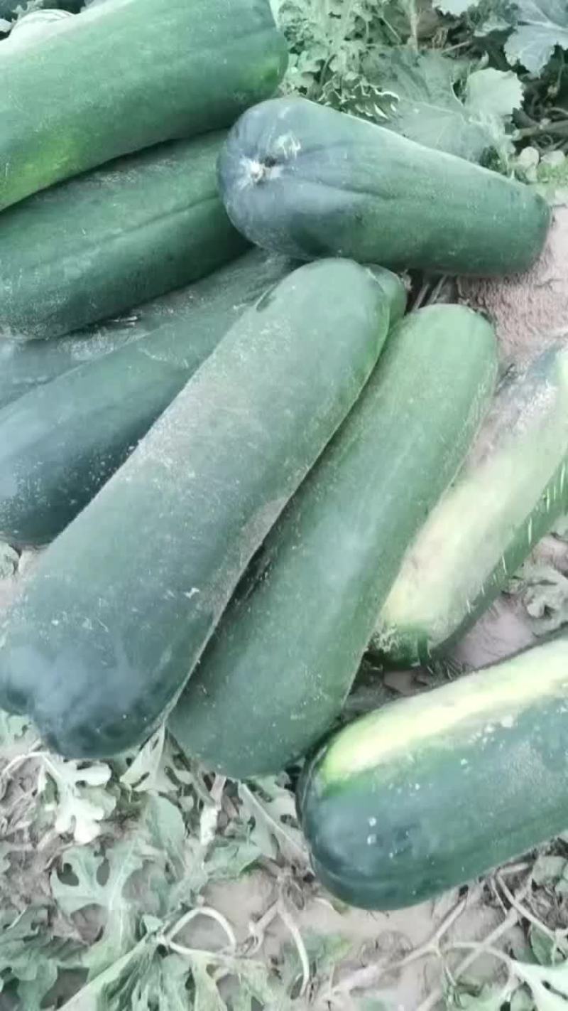 清苑地冬瓜，大量供应