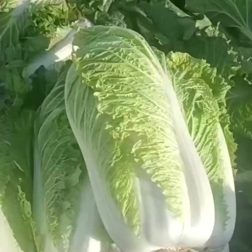 北京新三大白菜