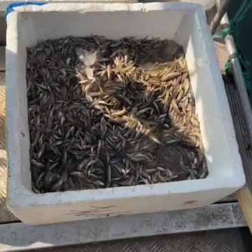 山根鱼