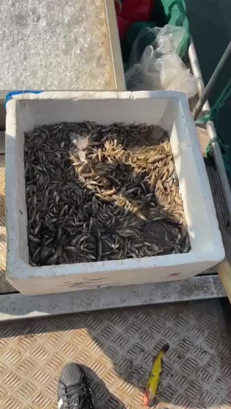 山根鱼