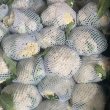 乐亭有机菜花现在已经大量上市，需要的联系我，