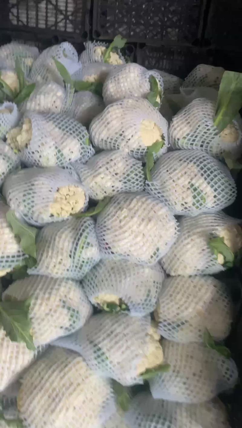 乐亭有机菜花现在已经大量上市，需要的联系我，