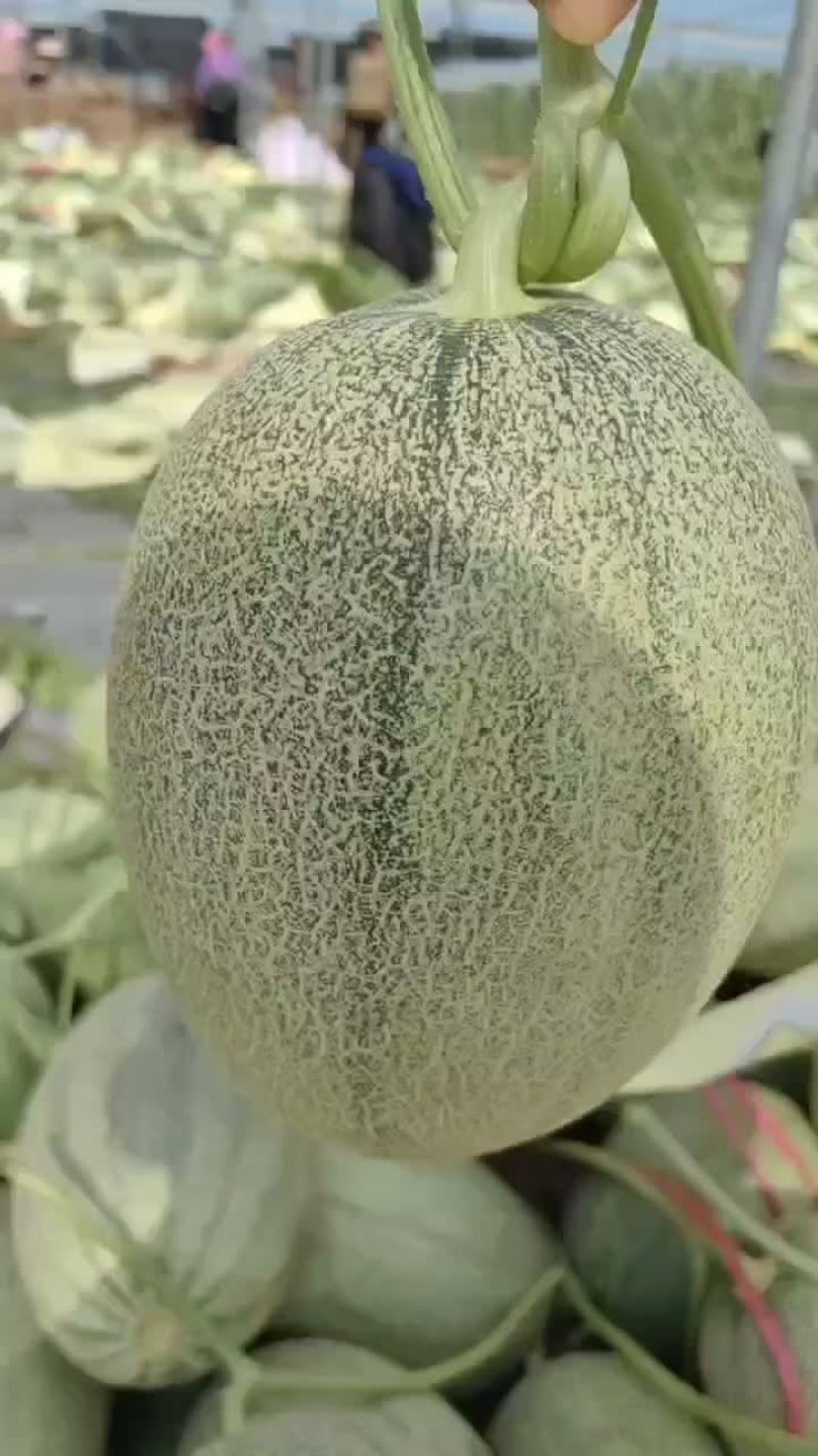 海南晓密瓜