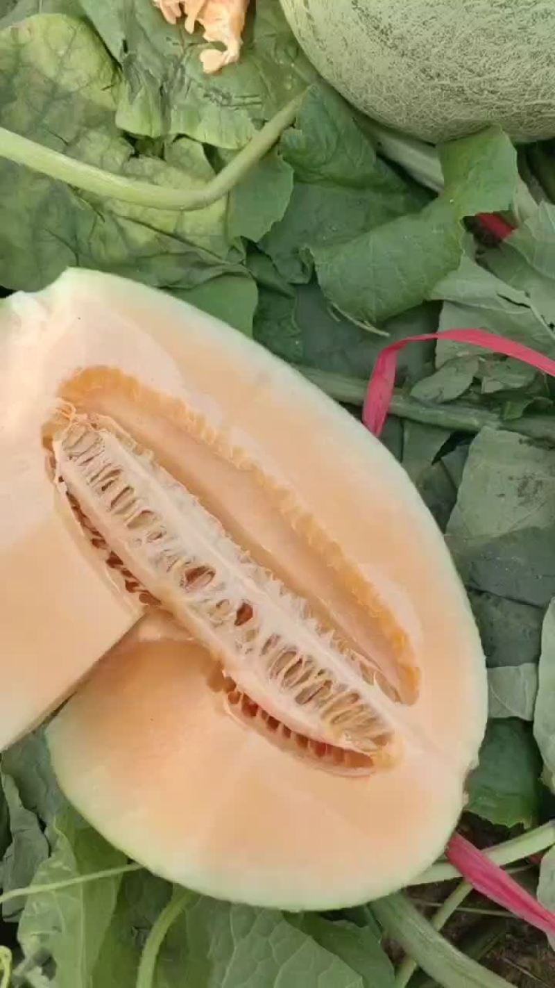 海南晓密瓜