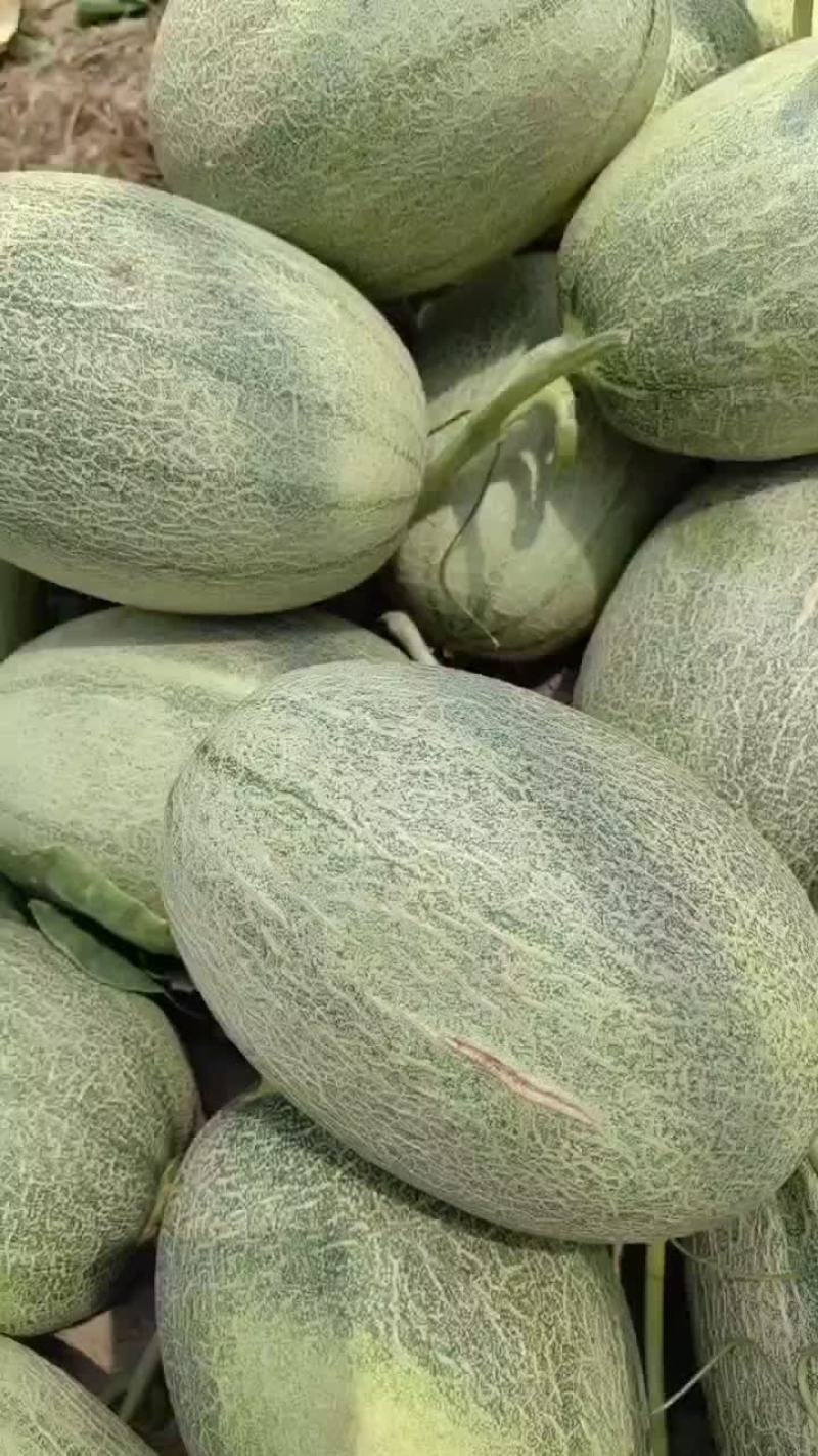 海南晓密瓜