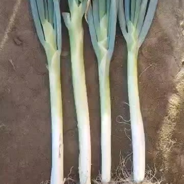 直白大葱