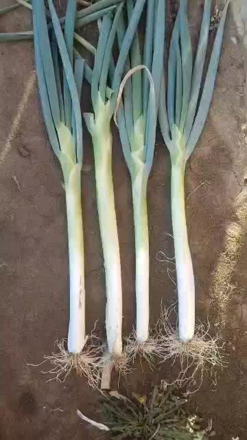 直白大葱