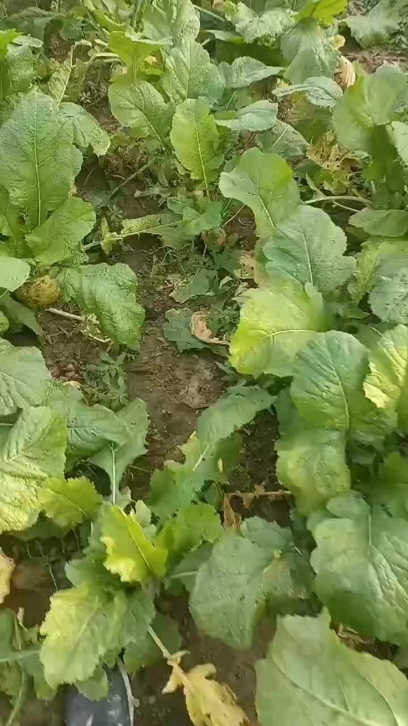 威县二本光头芥菜大量上市中有需要联系我哦