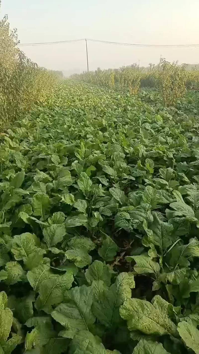 威县二本光头芥菜大量上市中有需要联系我哦