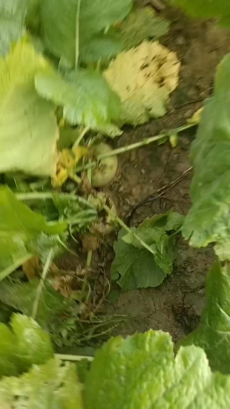 威县二本光头芥菜大量上市中有需要联系我哦