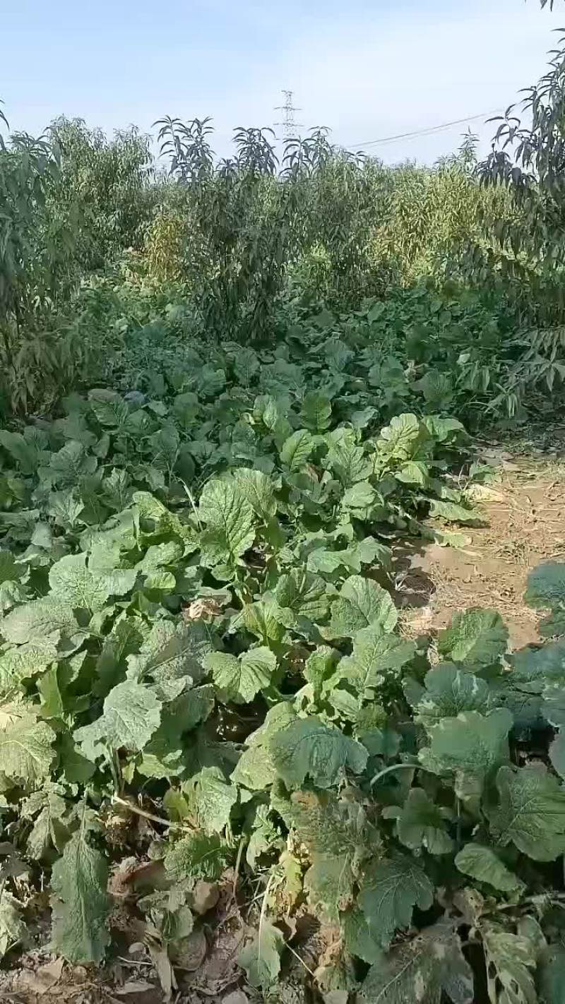 威县二本光头芥菜大量上市中有需要联系我哦