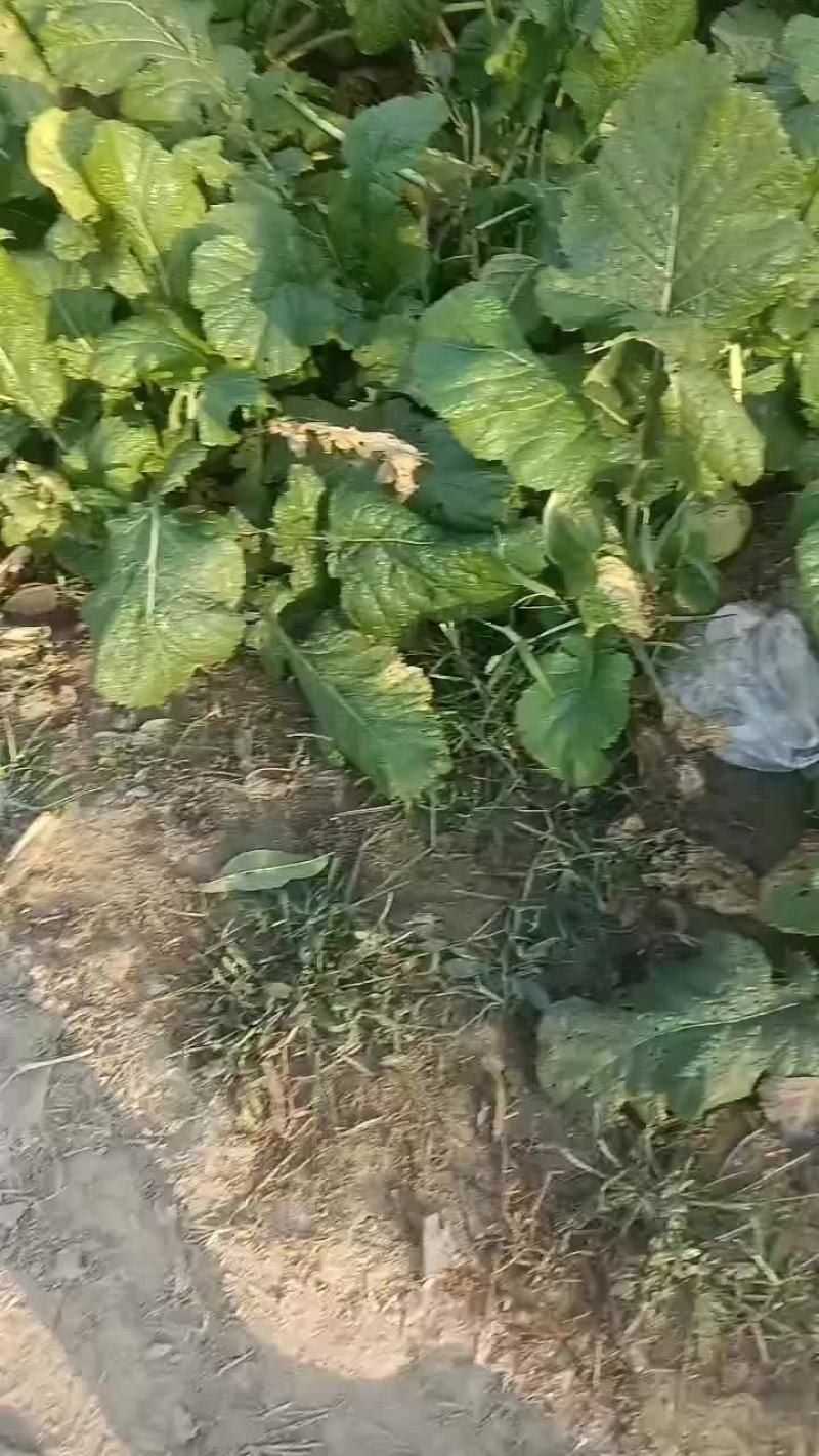威县二本光头芥菜大量上市中有需要联系我哦