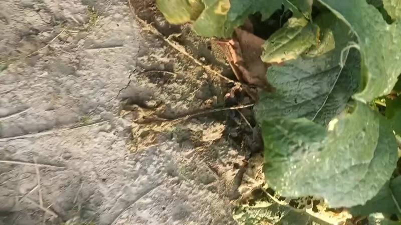 威县二本光头芥菜大量上市中有需要联系我哦