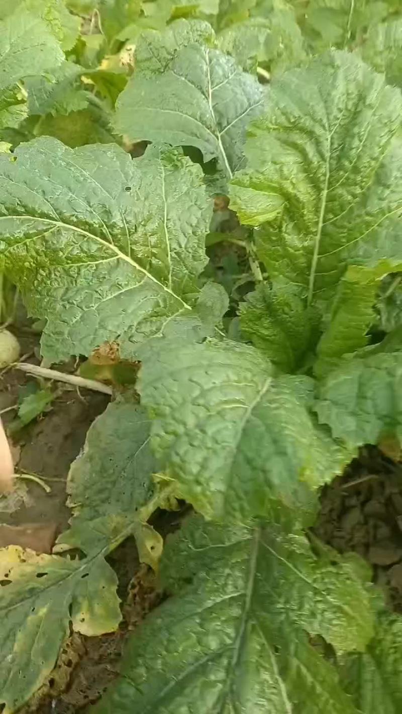 威县二本光头芥菜大量上市中有需要联系我哦