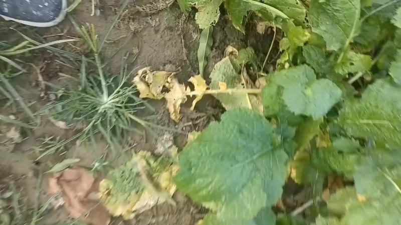 威县二本光头芥菜大量上市中有需要联系我哦