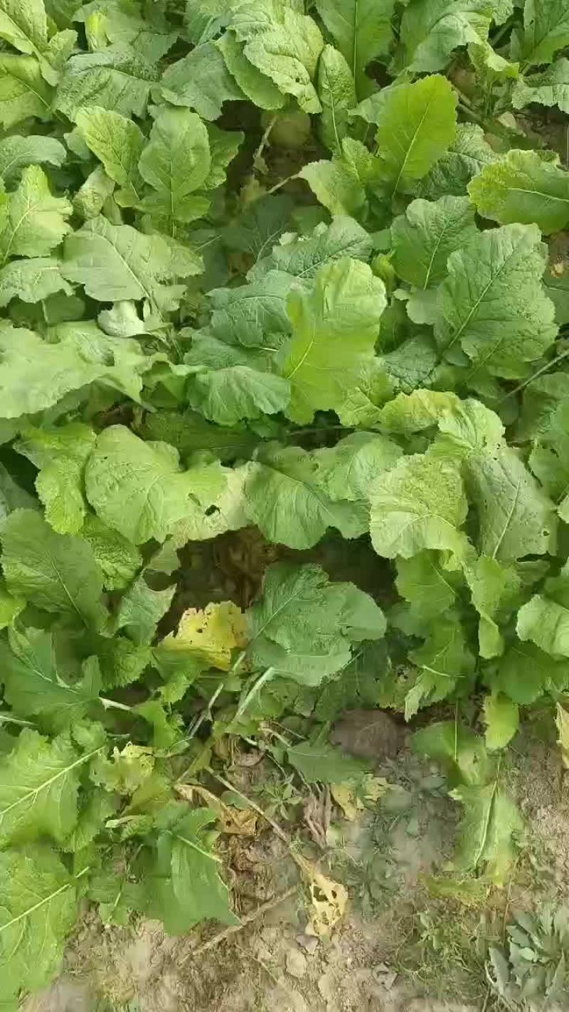 威县二本光头芥菜大量上市中有需要联系我哦