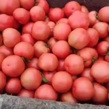 精品硬粉西红柿大量上市