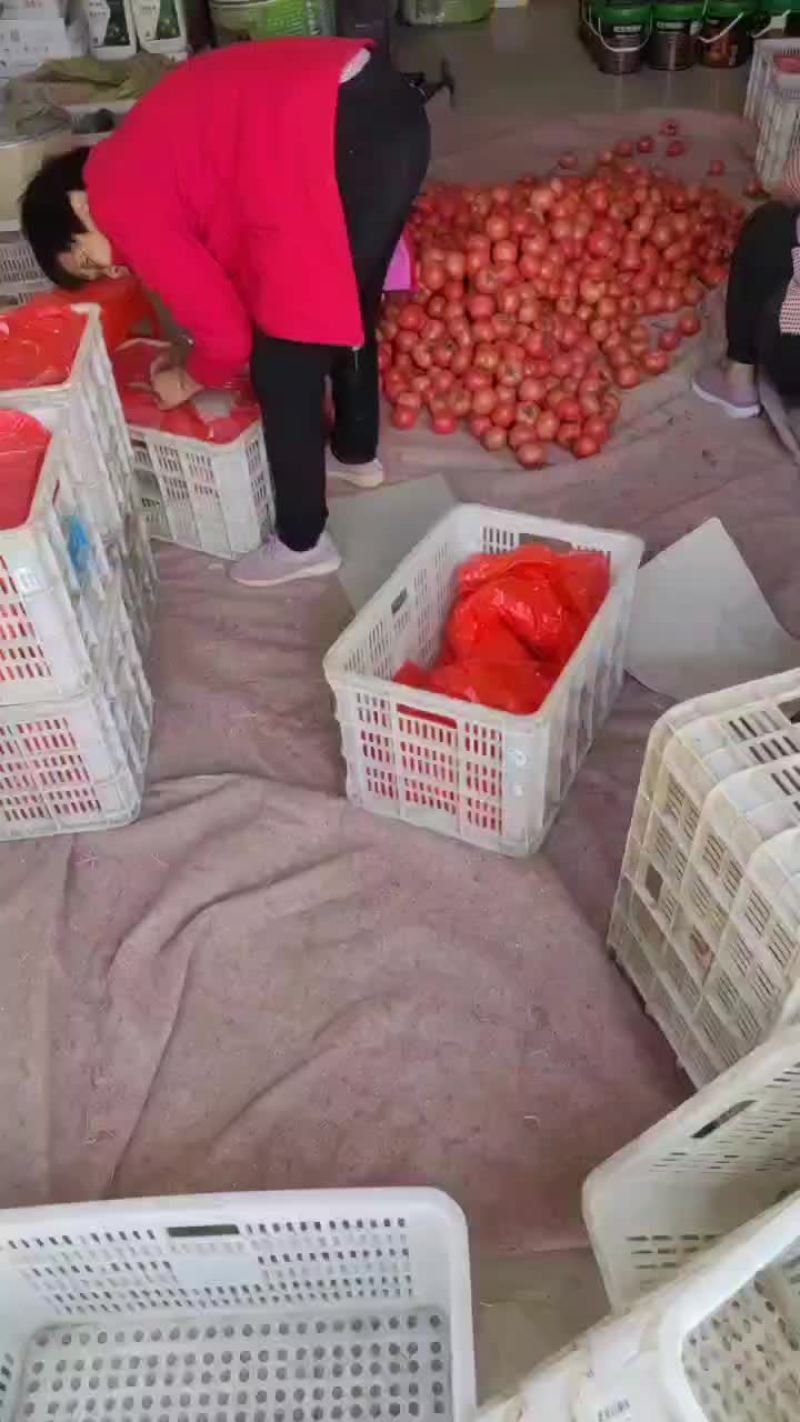 精品硬粉西红柿大量上市