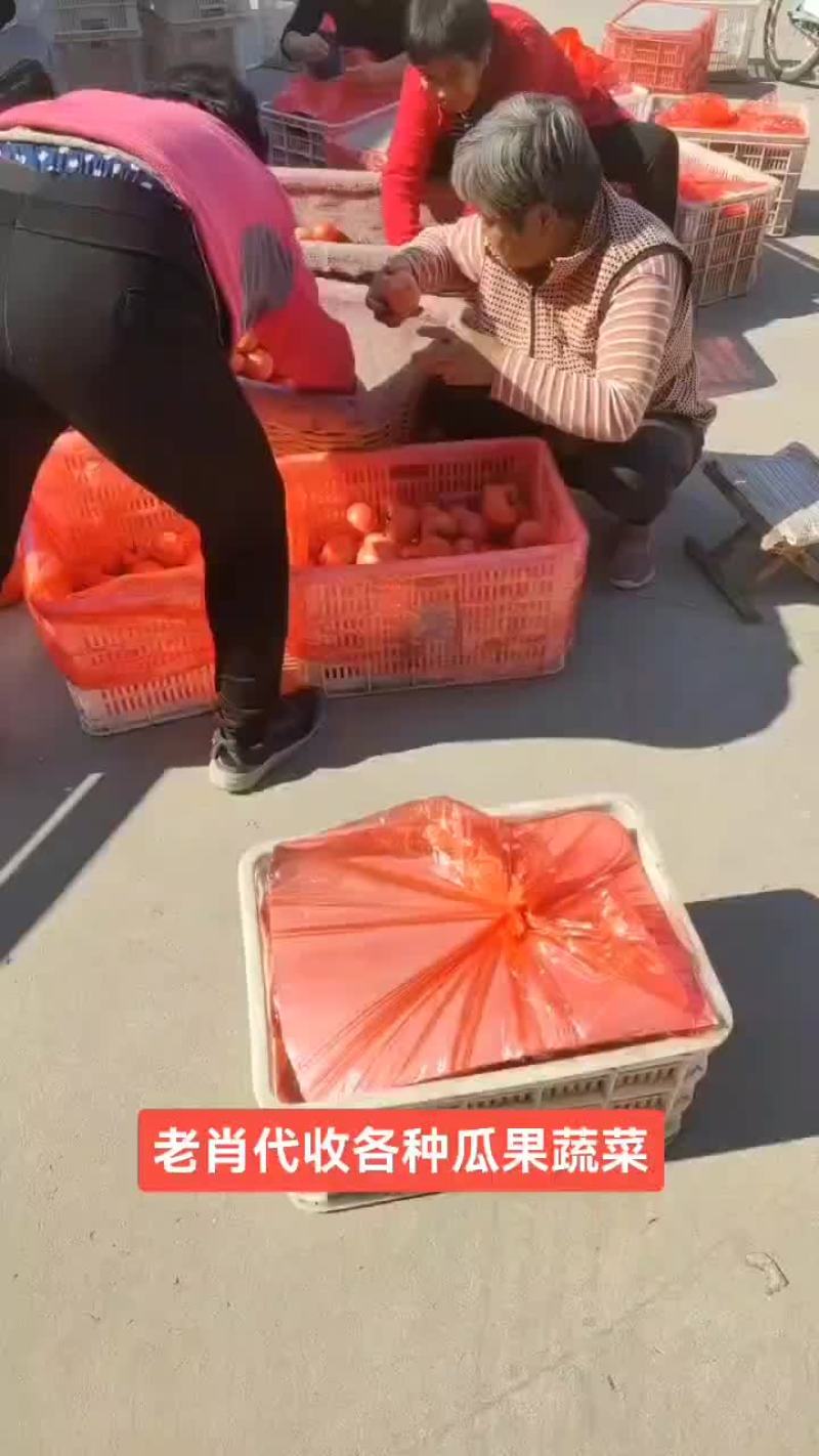 精品硬粉西红柿大量上市