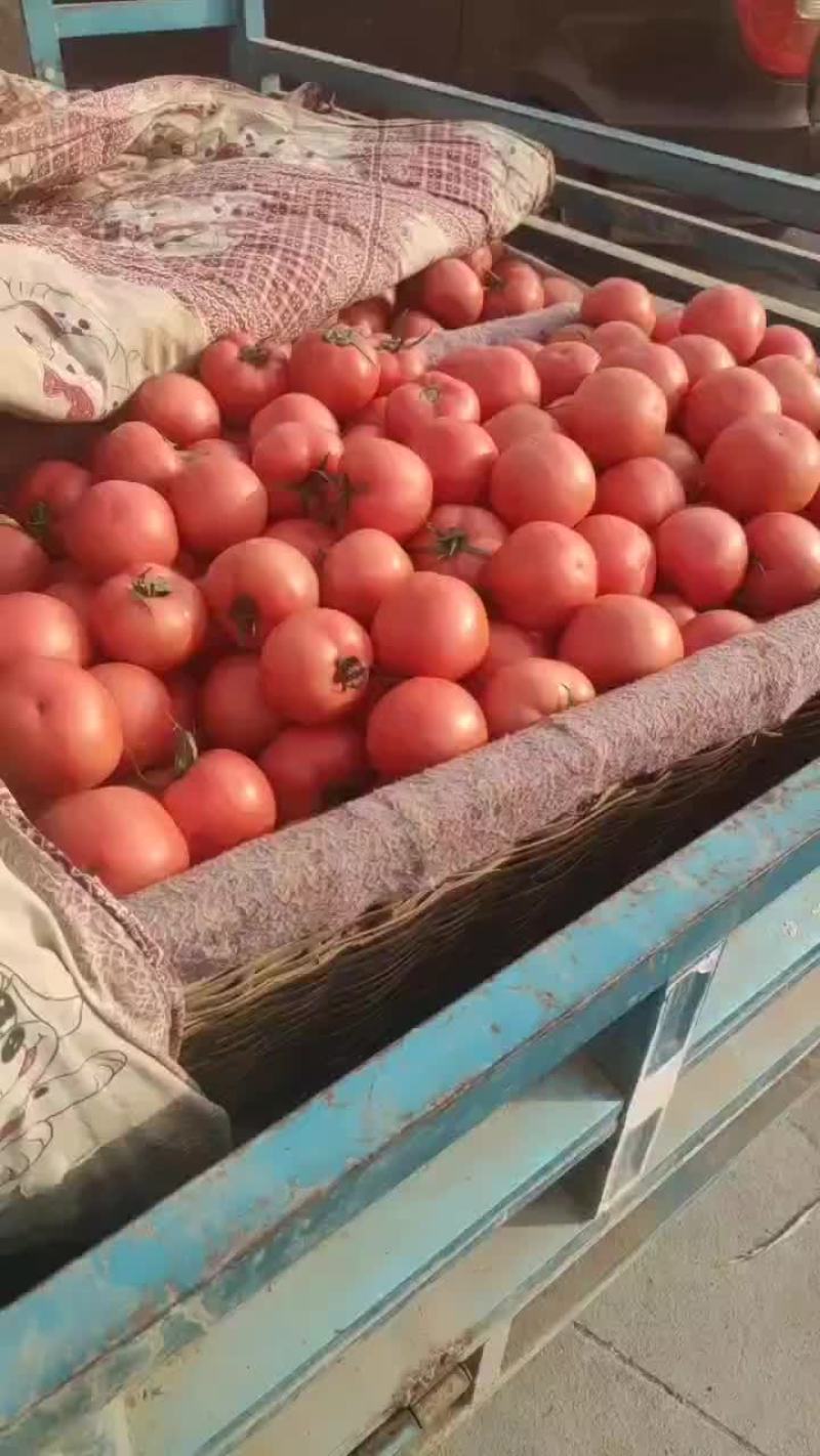精品硬粉西红柿大量上市