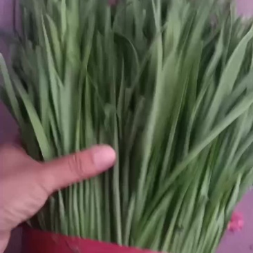 精品韭菜