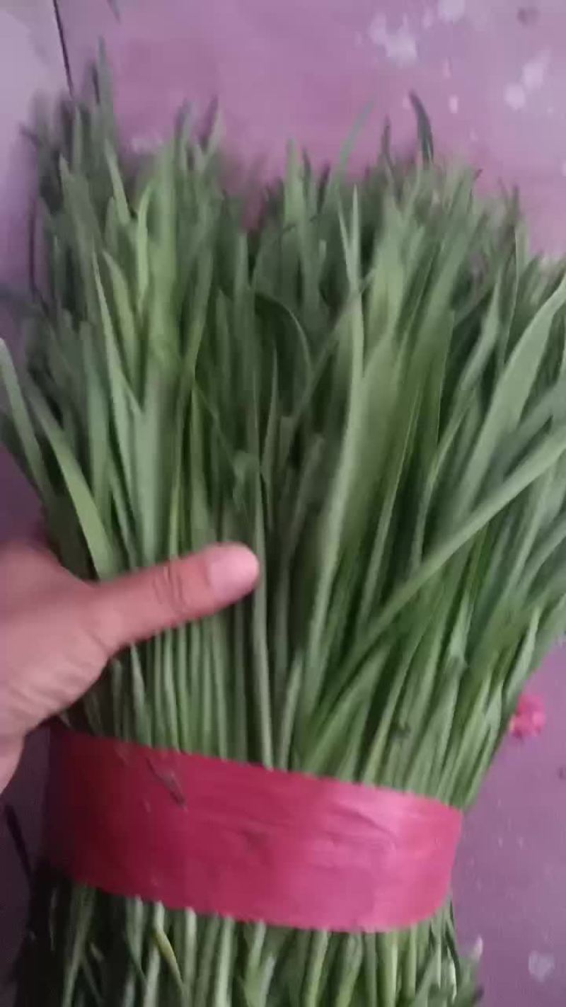 精品韭菜