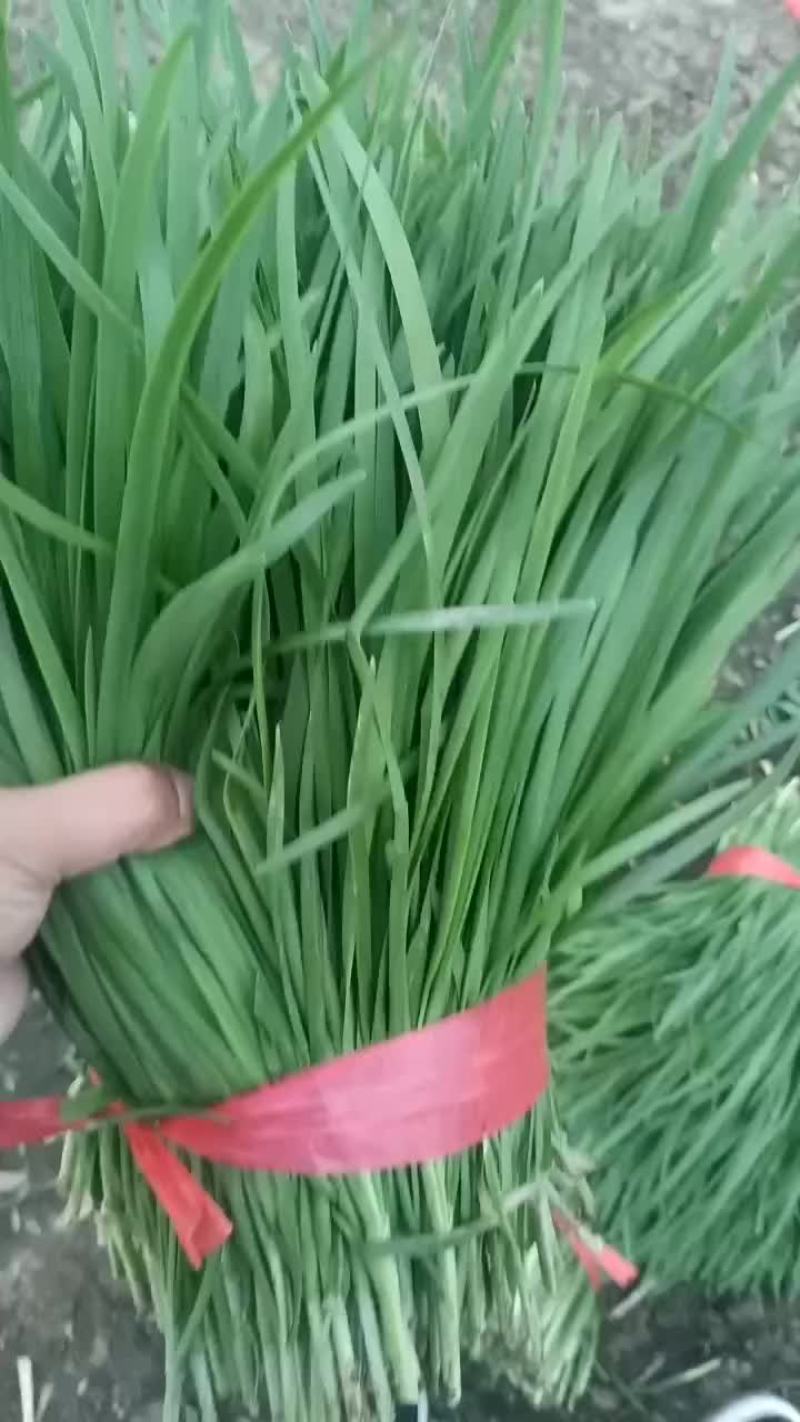 精品韭菜