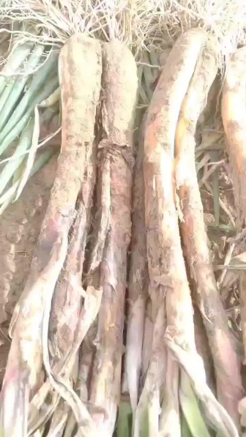 陕北旱地红葱